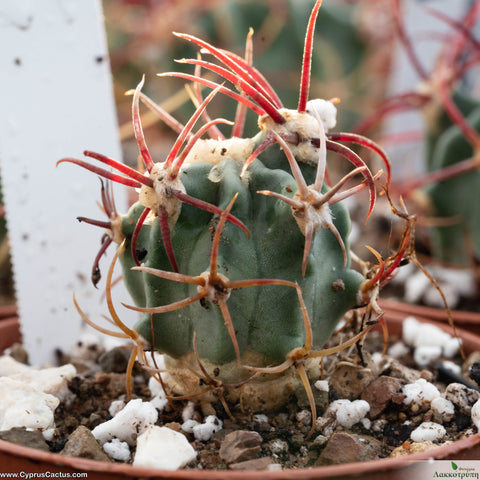 Echinocactus parryi