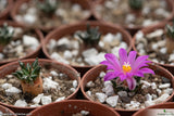 Ariocarpus kotschoubeyanus