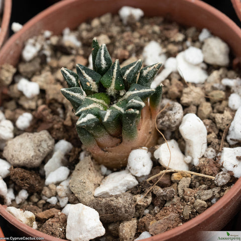 Ariocarpus kotschoubeyanus