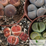 Lithops