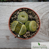 Lithops
