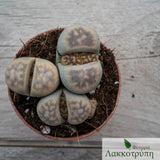 Lithops