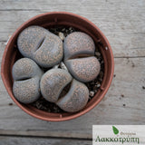 Lithops