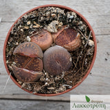 Lithops