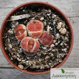 Lithops