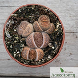 Lithops