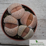 Lithops