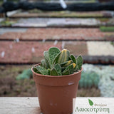 Gasteria verrucosa variegata