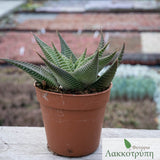 Haworthia limifolia spiralis