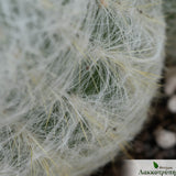 Espostoea melanostele