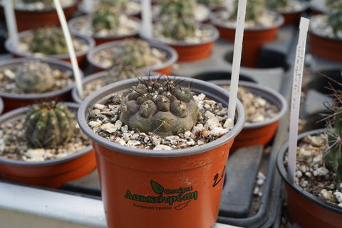 Copiapoa cinarea