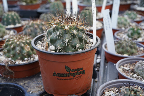 Copiapoa esmeraldana