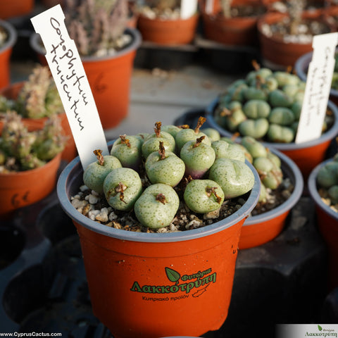 Conophytum truncatum