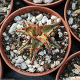 Aloe castilloniae