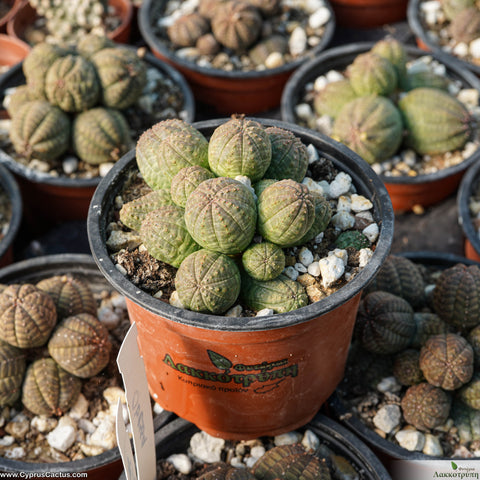 Euphorbia obessa cluster