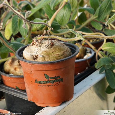 Sinningia leucotricha