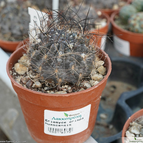 Eriosyce crispa huascensis