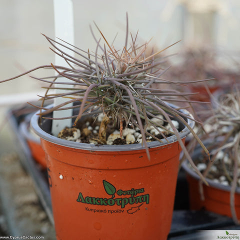 Didierea madagascariensis