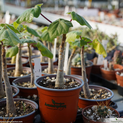 Uncarina grandidieri