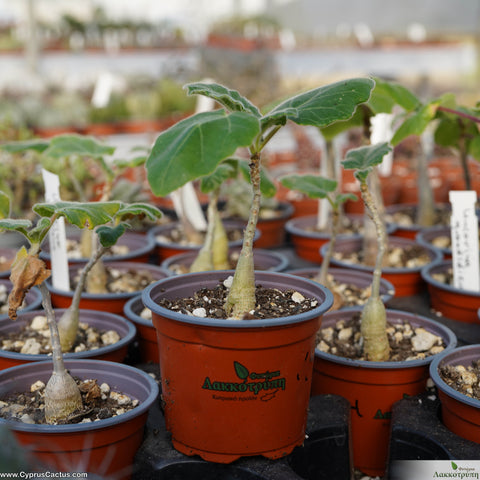 Uncarina roeoesliana