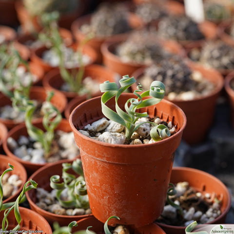 Albuca concordiana