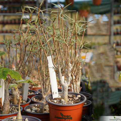 Euphorbia balsamifera