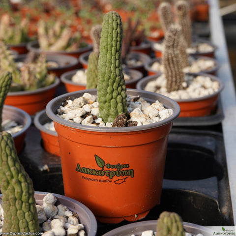 Larryleachia cactiformis a.k.a. Trichocaulon cactiformis