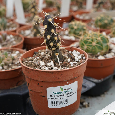 Maihueniopsis darwinii var. hickenii