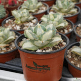 Agave potatorum var. verschaffeltii cv. Shoji Raijin Mediopicta-Alba