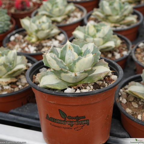 Agave potatorum var. verschaffeltii cv. Shoji Raijin Mediopicta-Alba