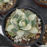 Agave potatorum var. verschaffeltii cv. Shoji Raijin Mediopicta-Alba
