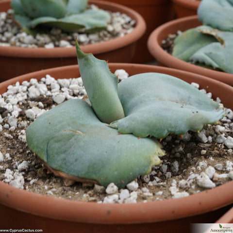 Agave marmorata