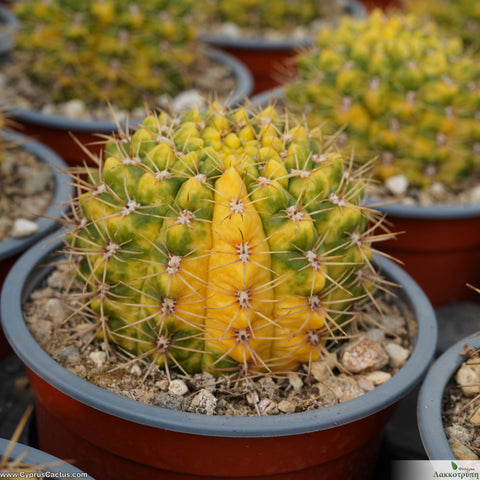 Gymnocalycium damsii variegated