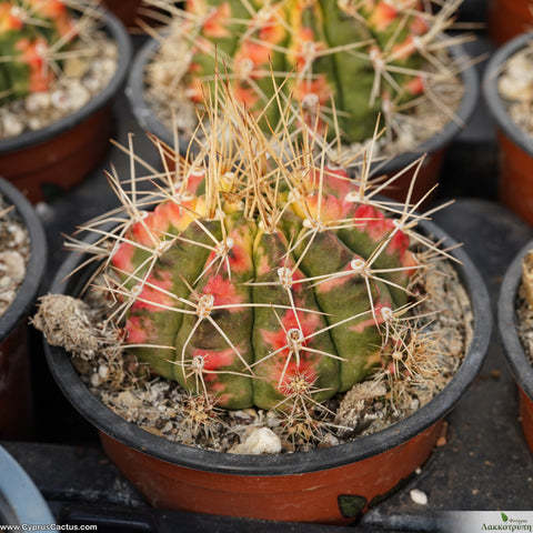 Gymnocalium sp variagated