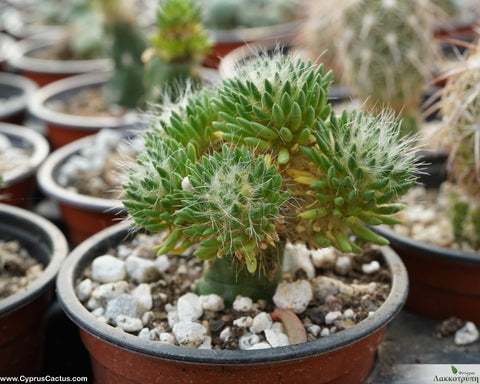 Austrocylindropuntia malyana grafted