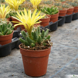 Dolichothele longimamma