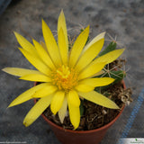 Dolichothele longimamma