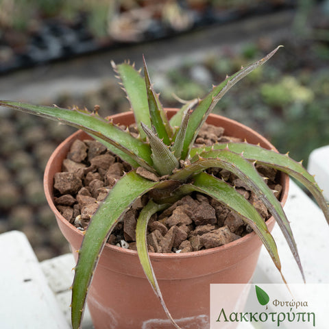 Dyckia sp.