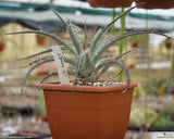 Dyckia sp.