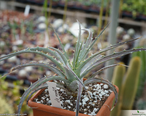 Dyckia sp.