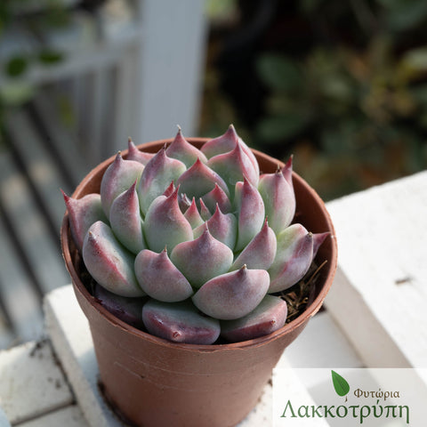 Echeveria chihuahuensis