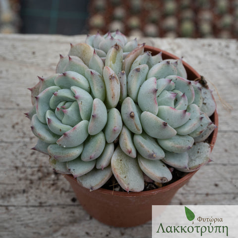 Echeveria minima