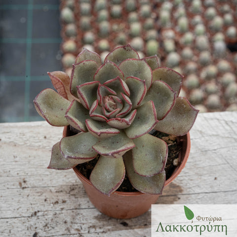 Echeveria moranii