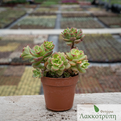 Echeveria multicaulis caerulea