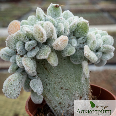 Echeveria pulvinata frosty cristata
