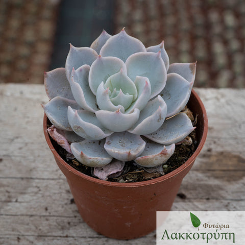 Echeveria subsessilis