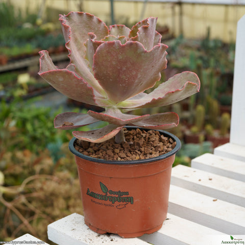 Echeveria crenulata