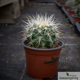 Echinocactus grusonii albispinus