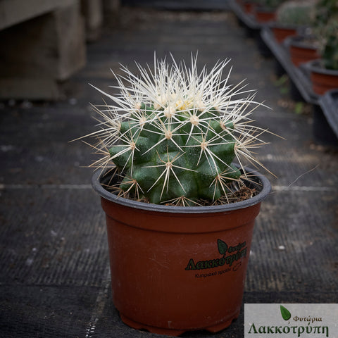 Echinocactus grusonii albispinus