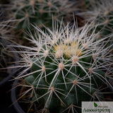 Echinocactus grusonii albispinus
